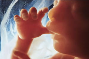 Stanford University Scientists Caught Using Aborted Babies’ Fingers in Tax-Funded Experiments